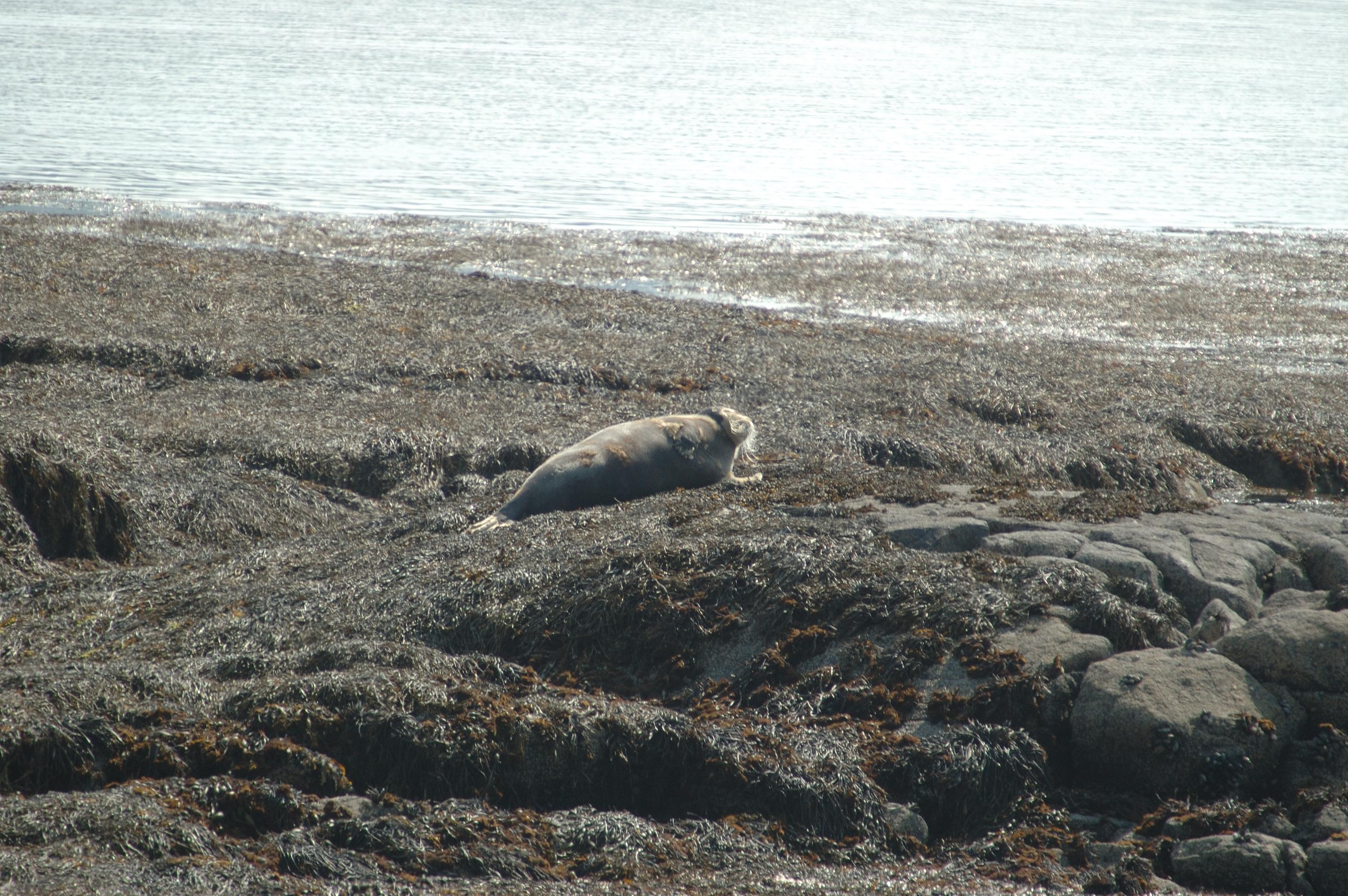 photos/wildlife/Mammal_Species/Bearded Seal/Scotland 2008 1360.jpg